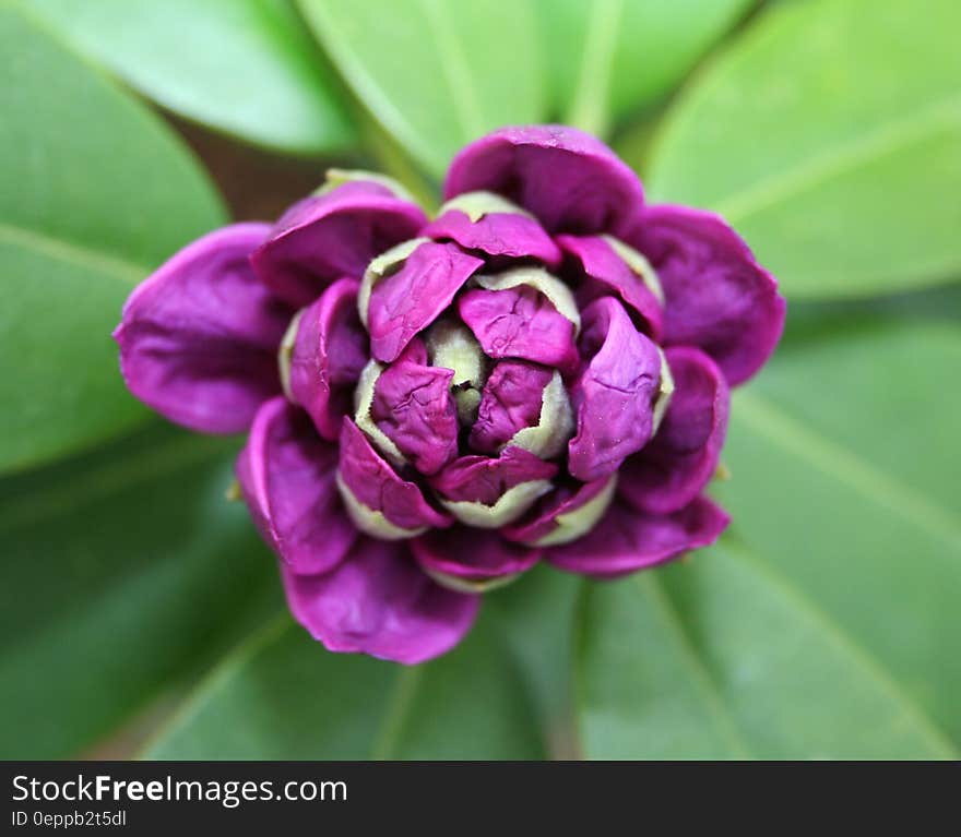 Close Up Photograph of Purple and White Flower