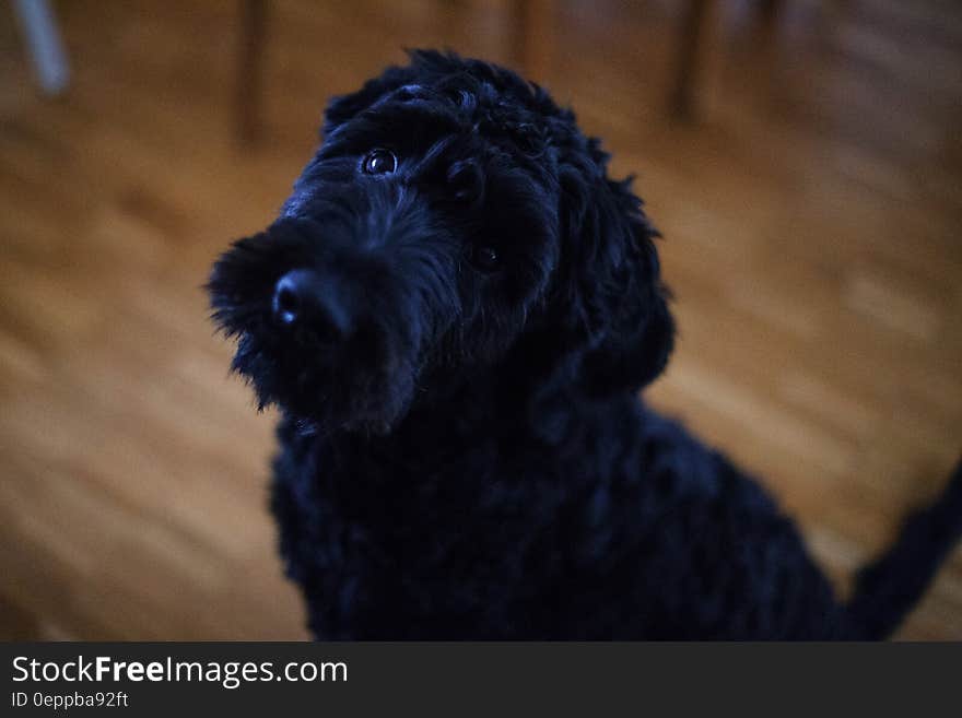 Black Short Coat Dog Sitting on Brown Wooden Floor