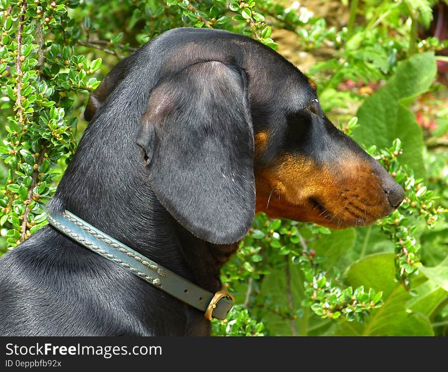 Portrait of dachshund dog outside on sunny day.