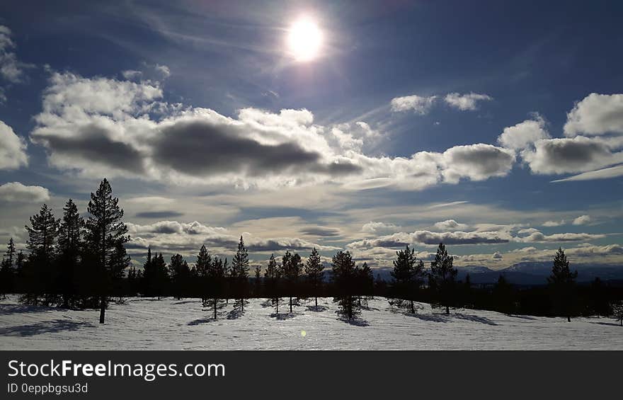 Snowfield With Trees over Clear Blue Skies during Day Time