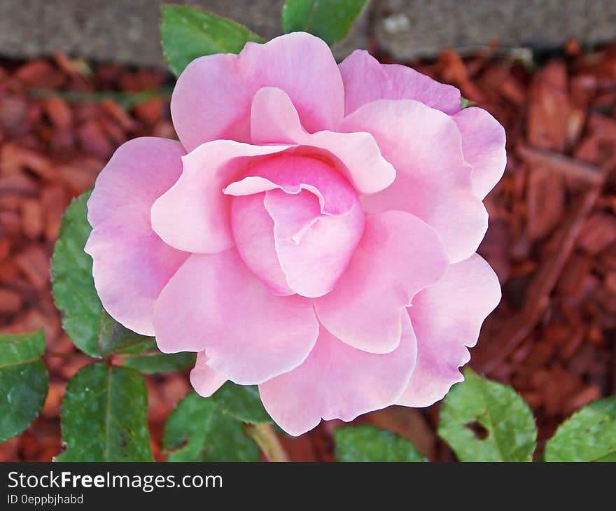 Close up of pink flower blossom in sunny garden.