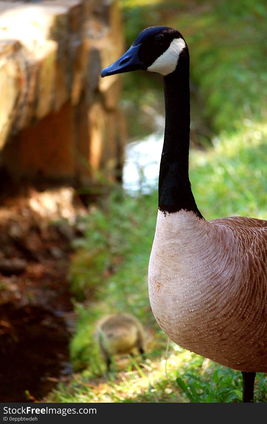 Brown Black and White Goose in Tilt Shift Lens