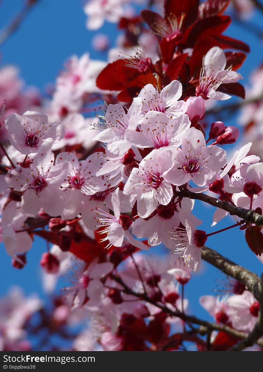 Red Pink and White Petaled Tree during Daytime