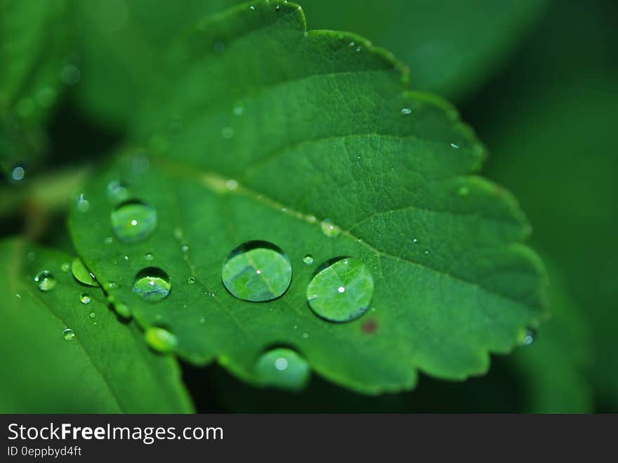 Close up of water drops on green leaves in garden. Close up of water drops on green leaves in garden.