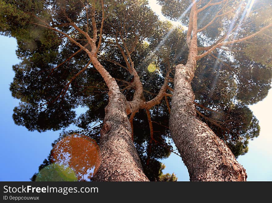 Sun flare and rays through top of green leafy tree. Sun flare and rays through top of green leafy tree.