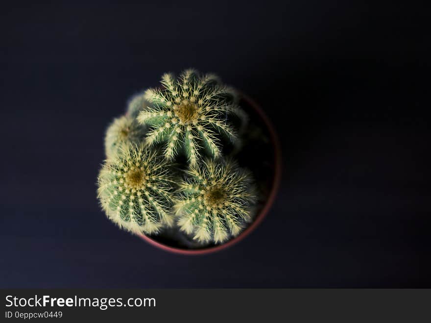 Close up overhead shot of cactus plant in pot on black.