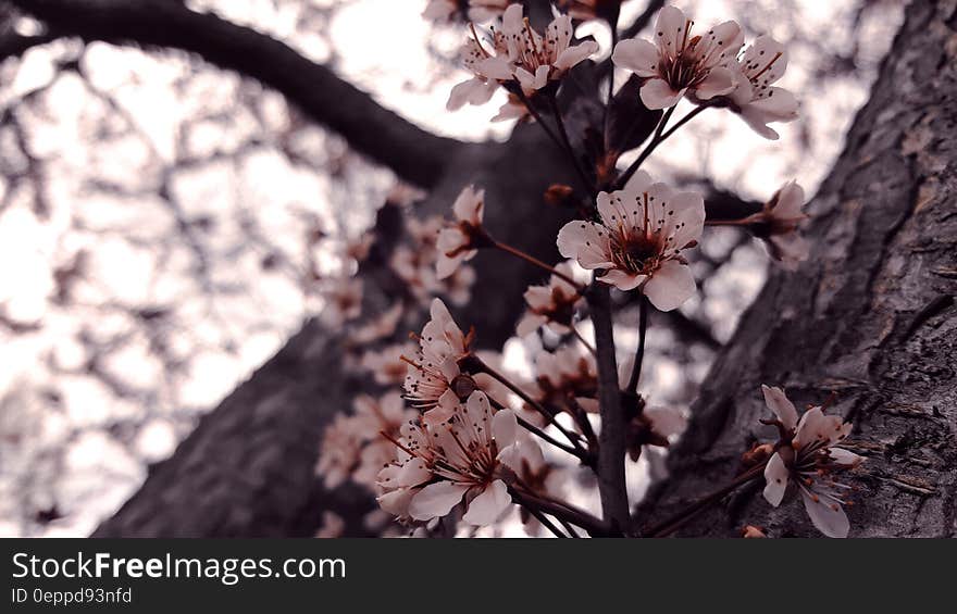 White and Brown 5 Petaled Flower Close Up Photography