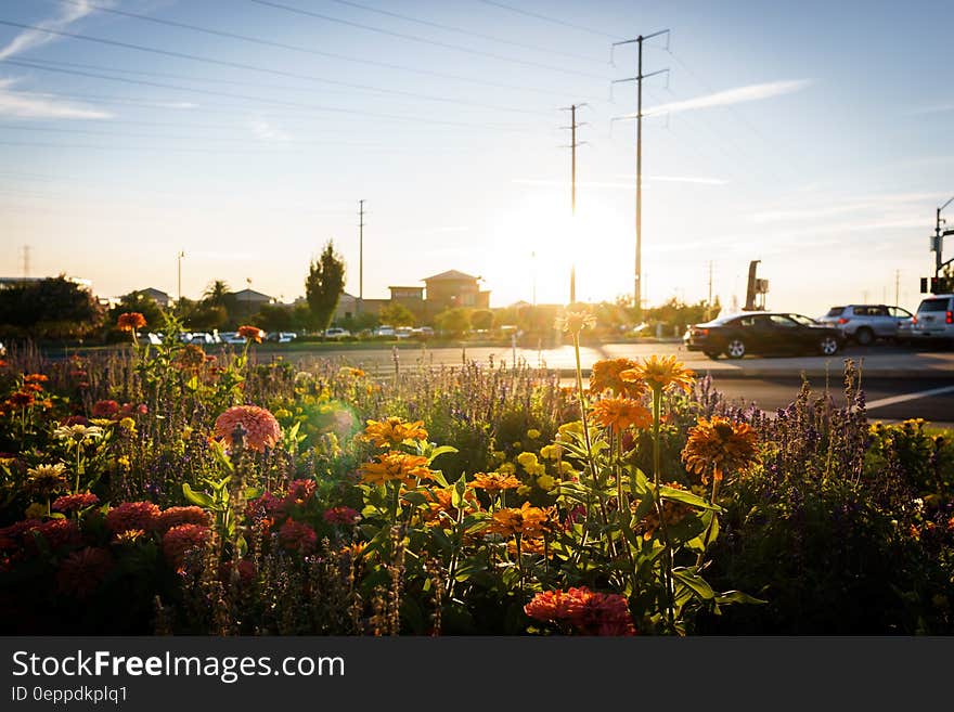 Yellow and Pink Flowers during Sunrise