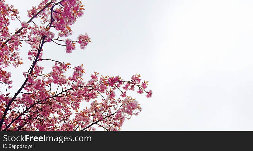 Cherry Blossom Tree