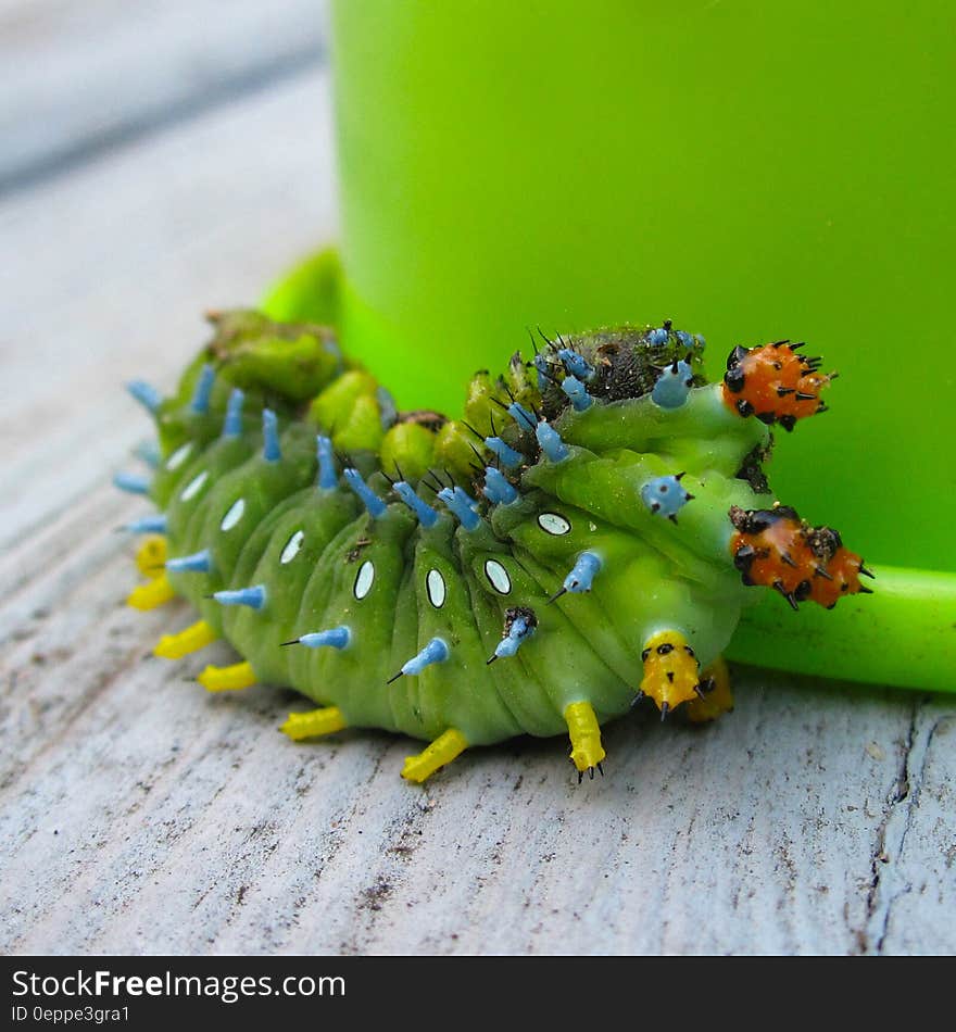 Green Catterpillar