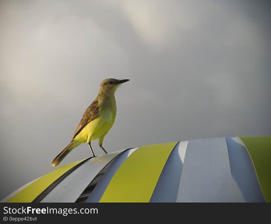 A yellow brown bird perched on a colorful tent. A yellow brown bird perched on a colorful tent.