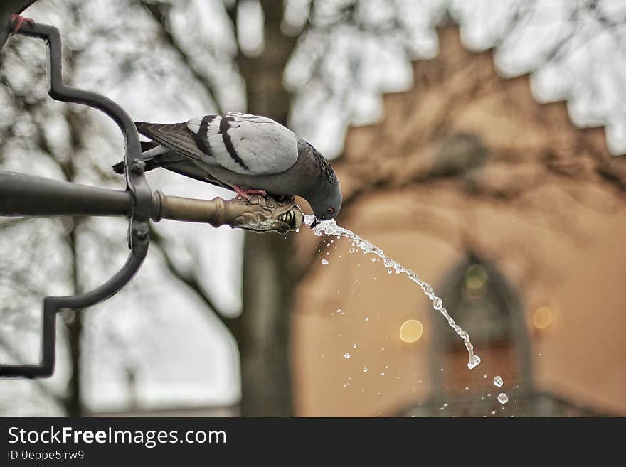 A Close Up Photograph of a Grey and Black Bird Drinking a Water