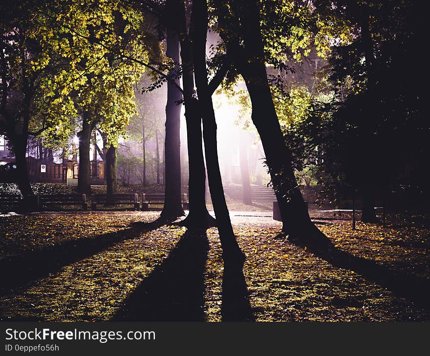 Green Trees Lighted during Night Time