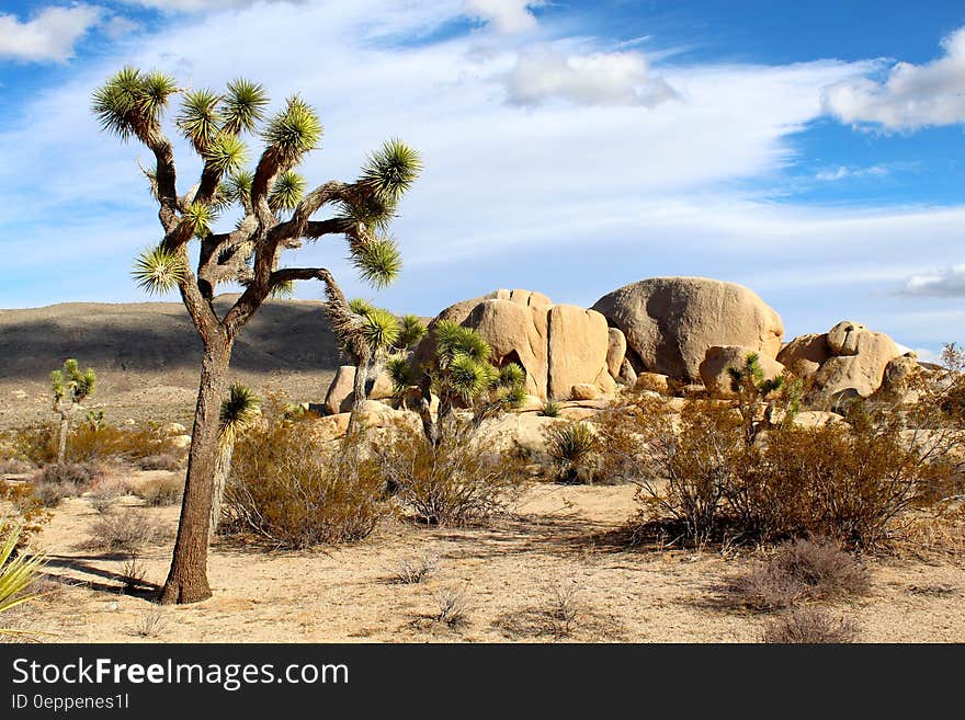 Green Tree Surrounded by Weathered Bush on Brown Soil Under White and Blue Sky during Daytime