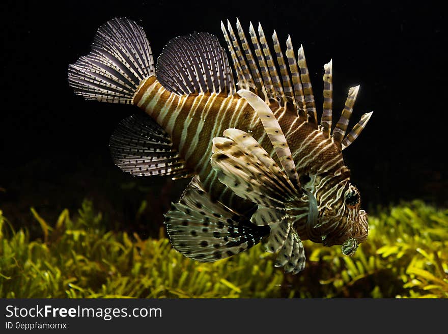 Lionfish underwater in aquarium tank with sea vegetation. Lionfish underwater in aquarium tank with sea vegetation.