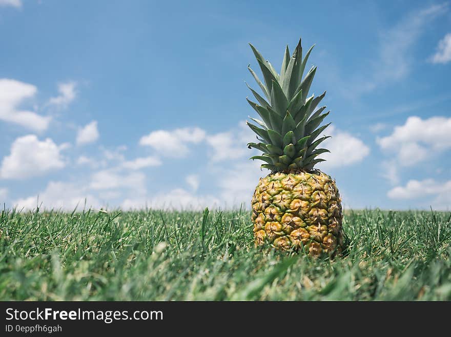 Close up of fresh pineapple in green field against blue skies on sunny day.