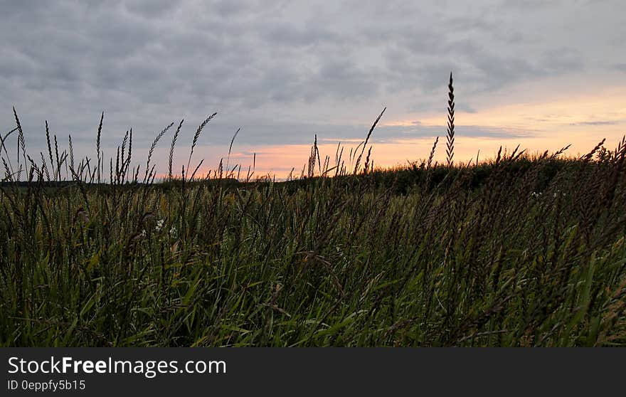 Green Grass Overlooking Sun Set on Horizon