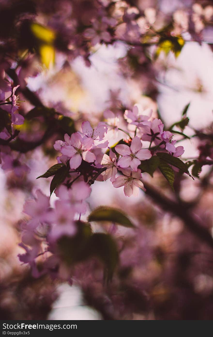 Shallow Photography of Pink and White Flowers during Daytime