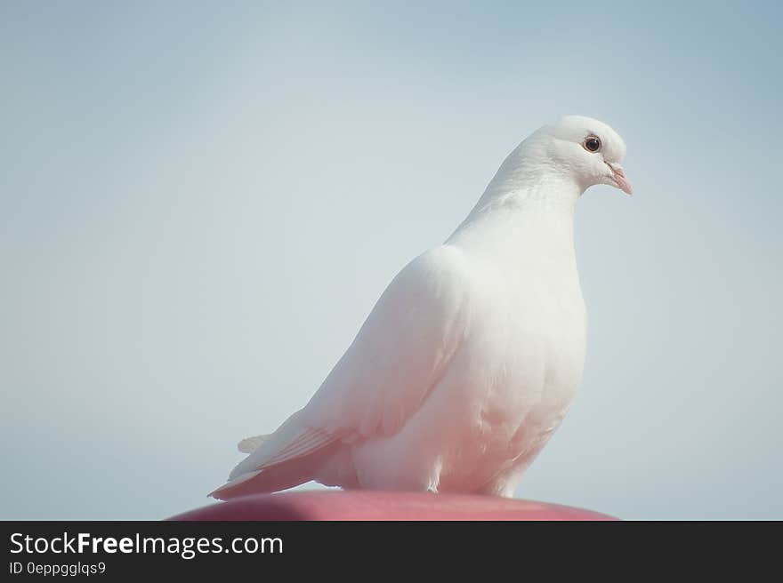 White Dove on Brown Surface Under Blue Sky