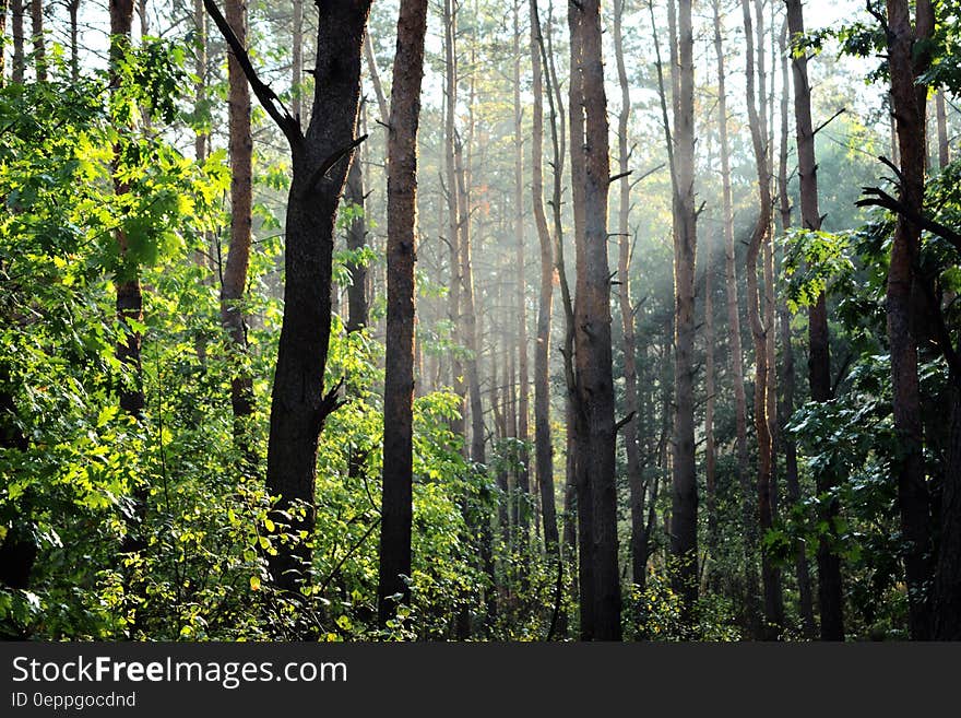 Sunbeams through trees in green forest. Sunbeams through trees in green forest.