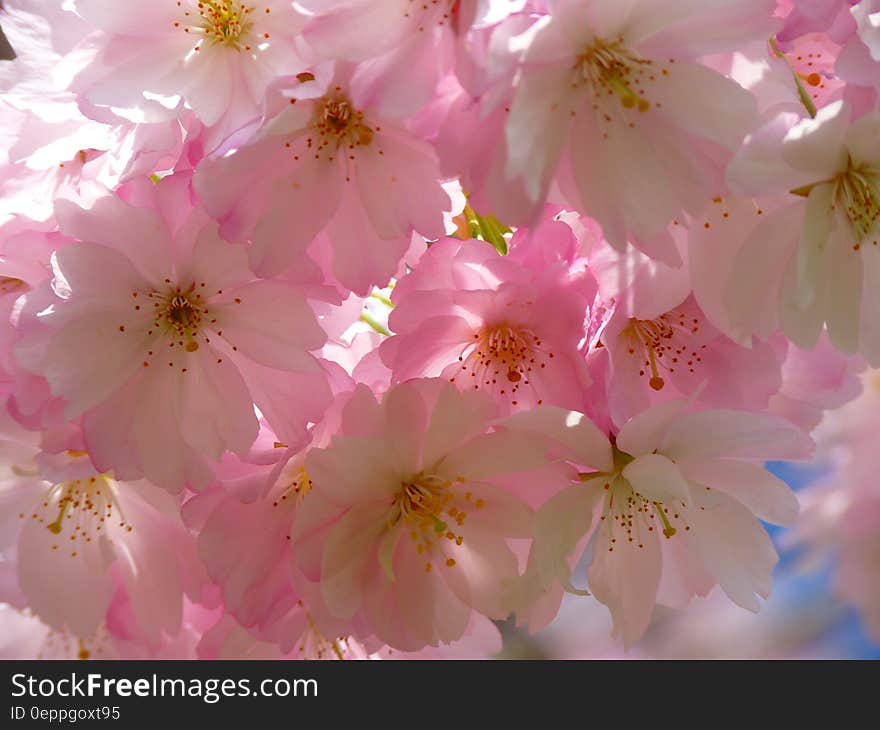 White and Pink Flowers