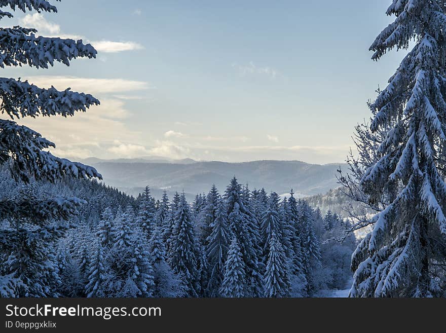 Green Pine Trees