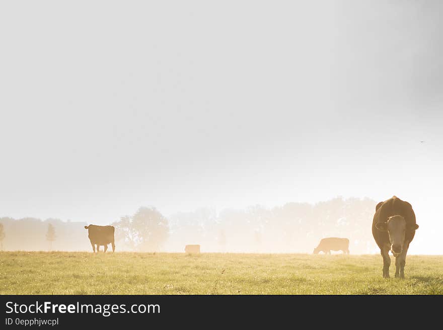 Cows grazing in country field with mist. Cows grazing in country field with mist.