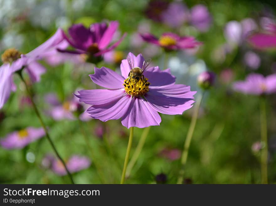Close up of bee on yellow stamen of purple flower in sunny garden. Close up of bee on yellow stamen of purple flower in sunny garden.