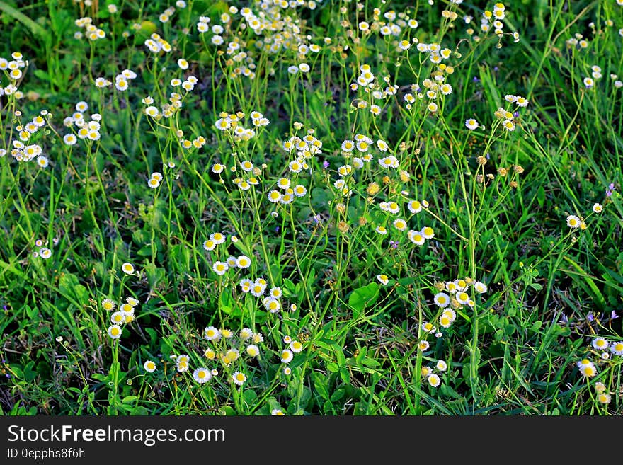 Green and White Petaled Flower