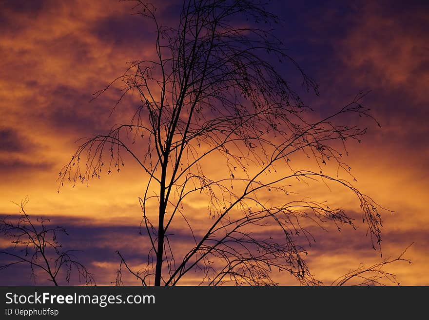 Branches of bare tree silhouetted against orange skies at sunset. Branches of bare tree silhouetted against orange skies at sunset.