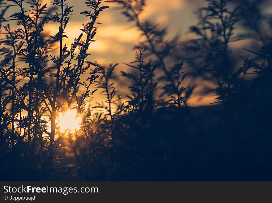 Silhouette of Plant during Sunset