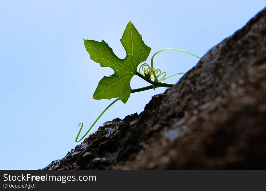 Green Leaf Plant Under Blue Sky at Daytime