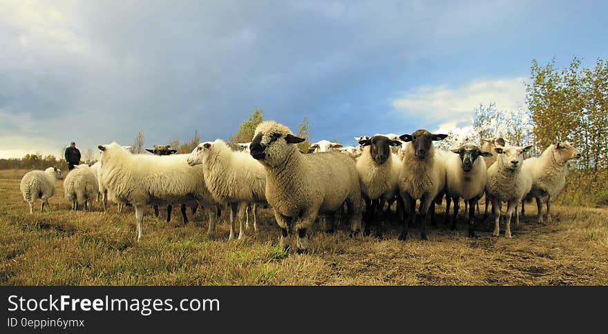 Flock of Sheep in Field Under Blue Sky