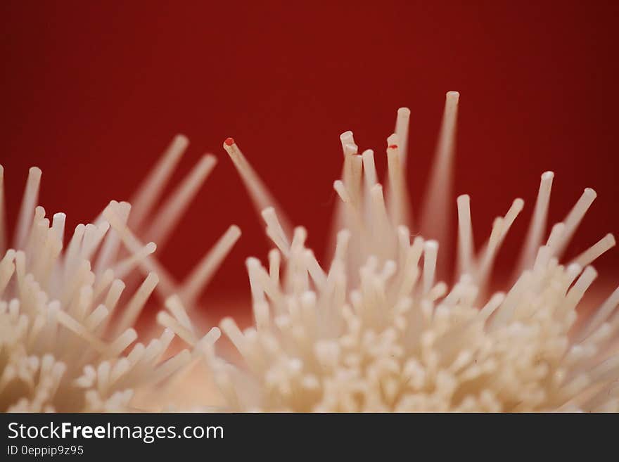 Abstract textures of white fibers on red. Abstract textures of white fibers on red.