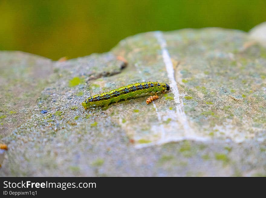 Close up of green caterpillar on rock.