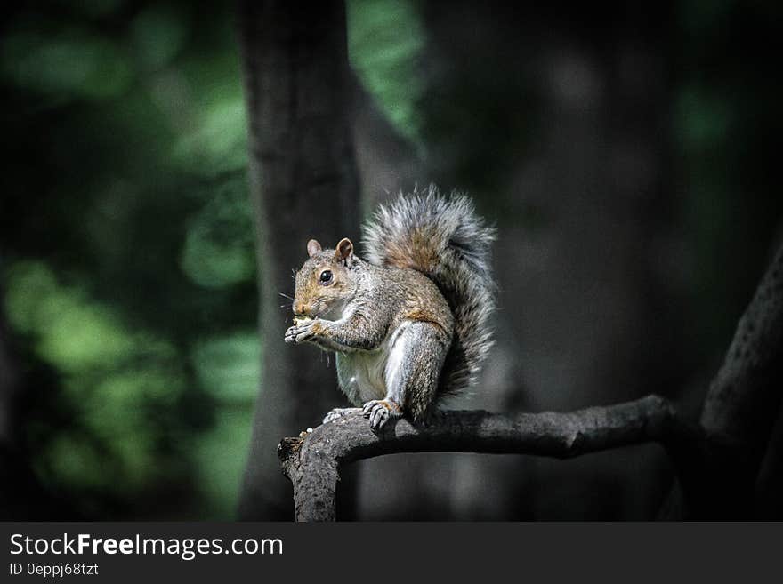 Brown and Black Squirrel Standing on Tree Branch during Daytime