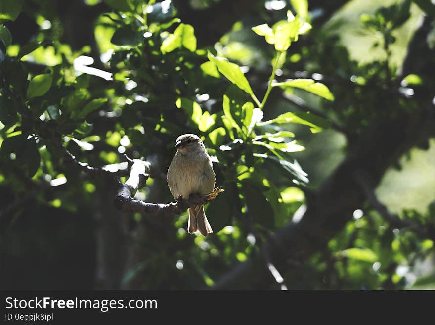 White Bird on Brown Tree Branch during Daytime