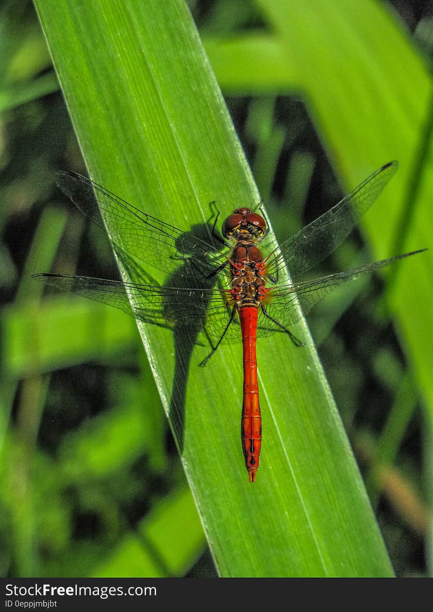 A dragonfly resting on a blade of grass. A dragonfly resting on a blade of grass.