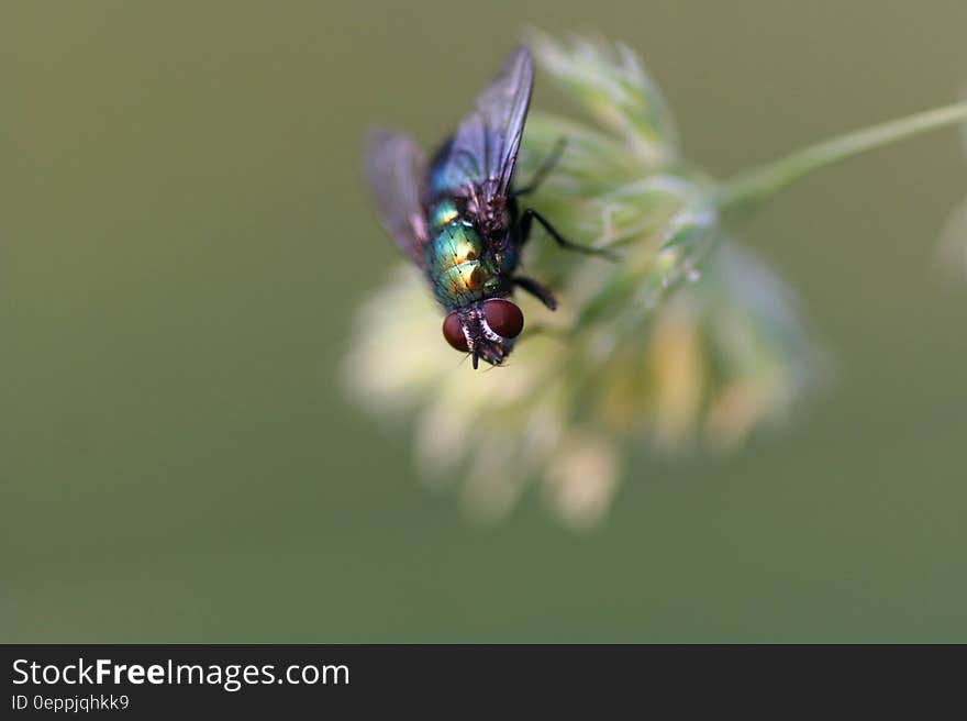 Black Red and Green Fly on White Flower Shallow Focus Photography