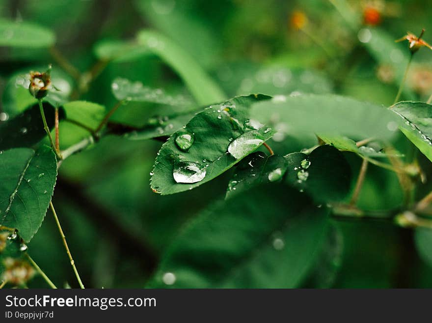 A bush with water drops on the leaves. A bush with water drops on the leaves.