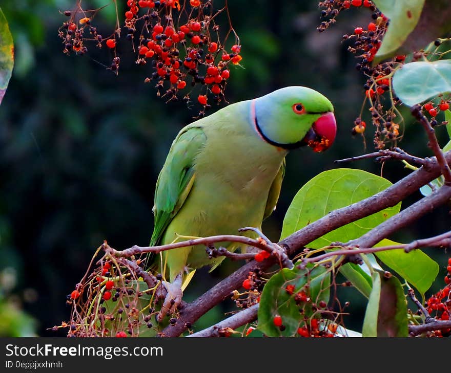 A parrot on a branch eating red berries. A parrot on a branch eating red berries.