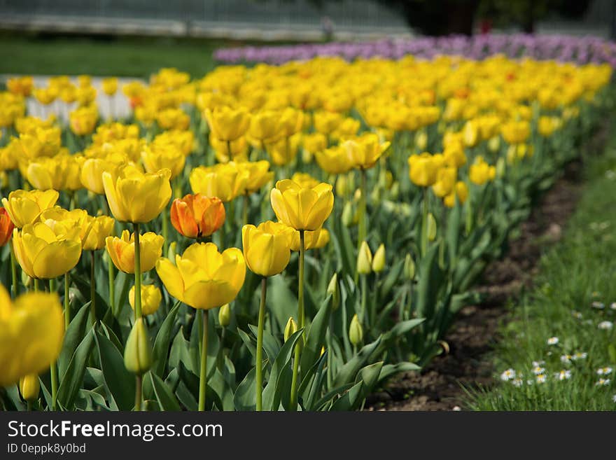 Yellow Petal Flower Field Near Green Grass Field