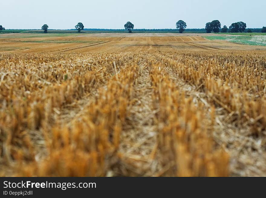 A wheat meadow at harvest period.