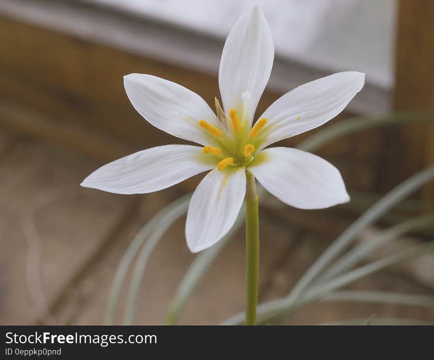 A close up shot of a single white flower.