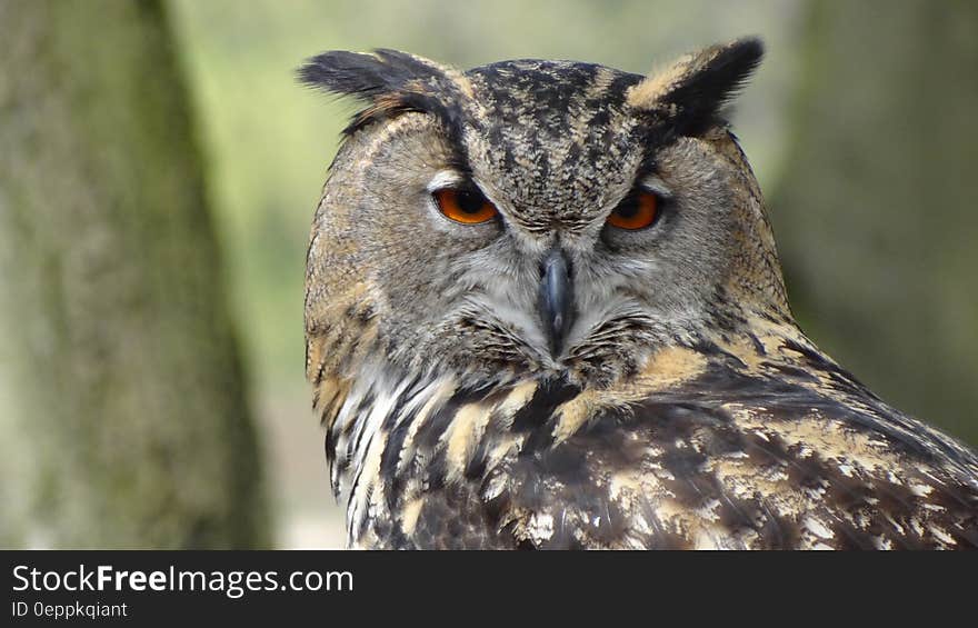 Close Up Photography of Black Grey Owl