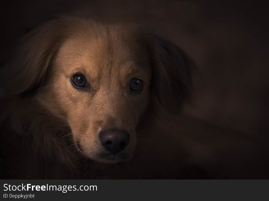 Tan Coat Dog Close Up Photo