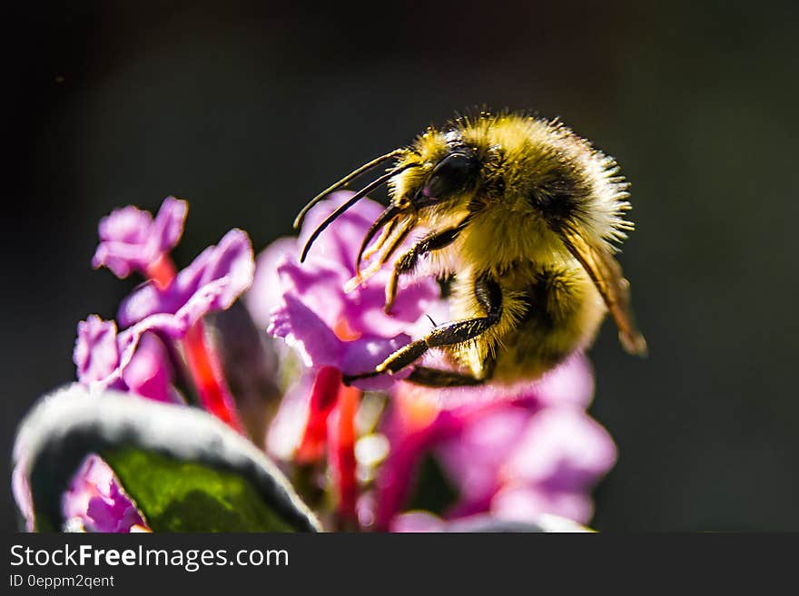 Macro view of bumblebee on colorful flower. Macro view of bumblebee on colorful flower.