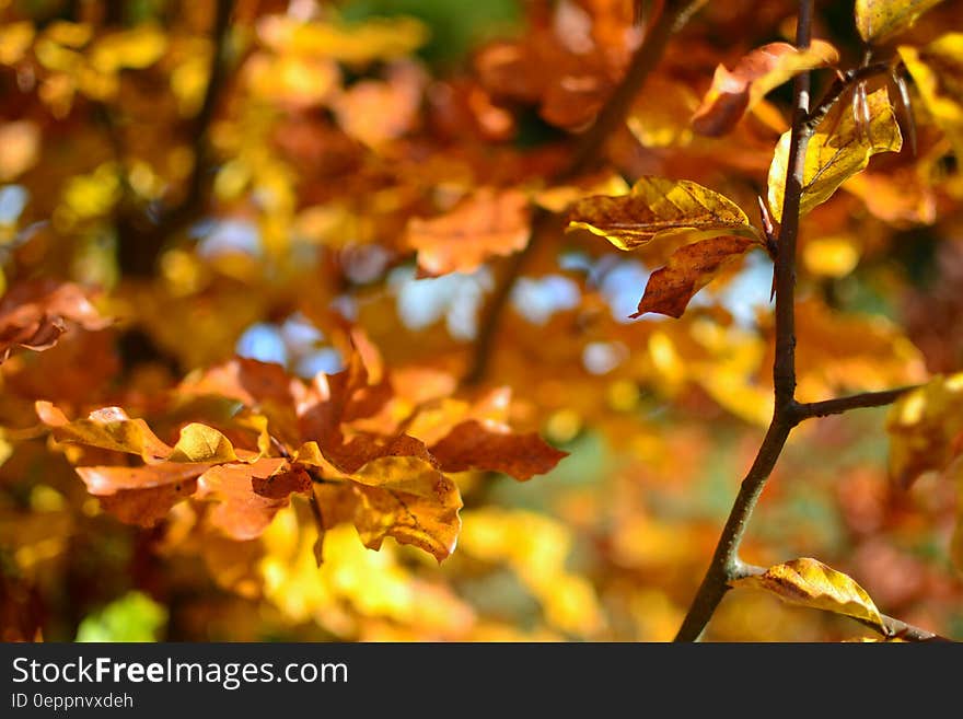 Brown Leaves during Daytime