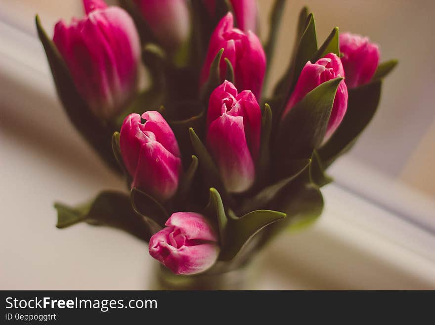 Elevated view of vase of pink flowers. Elevated view of vase of pink flowers.