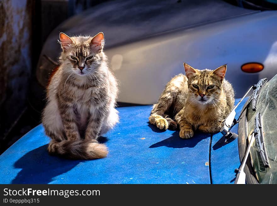 Tortoiseshell Cat With Brown Maine Coon Cat